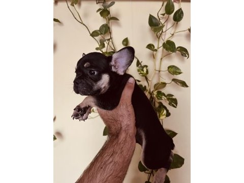 Black tan french bulldog bebekler