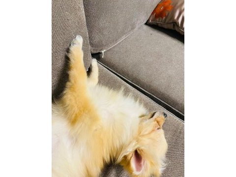 Pomeranian 6 aylık köpeğimiz