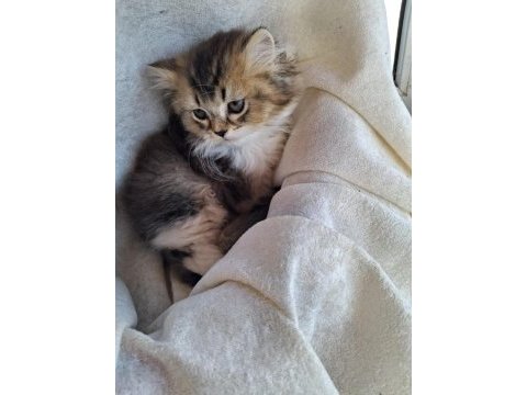 Scottish fold ve british shorthair yavrularımız