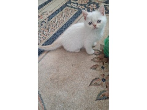 Minnoş kedim