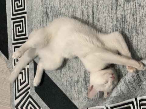 11 aylık ankara kedimiz lina