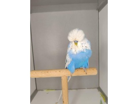 Muhabbet kuşu show jumbo