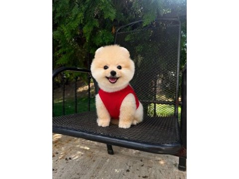 Orjinal pomeranian boo yavrumuz moi