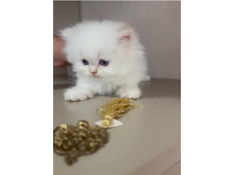 Pamuk şeker tadında sevgi yumağı bir kız kedimiz