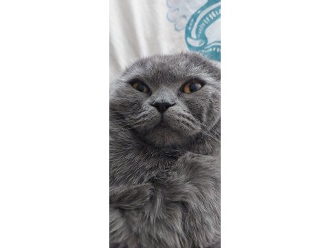 Yakışıklı scottish fold oğluma yeni ev arıyoruz