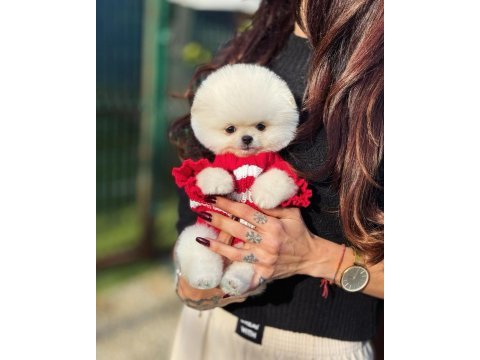 Albino bembeyaz fincan boy pomeranian boo