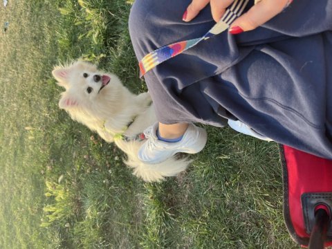 1.5 yaşında dişi pomeranian spitz