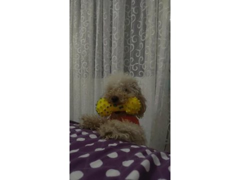 1,5 yaşında saf kan erkek toy poodle