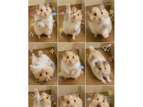 Antalya da adrese aynı gün teslim hamster
