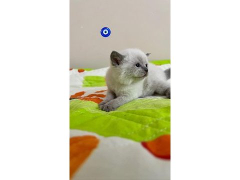 Blue point ve british shorthair