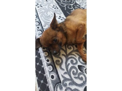 Canım chihuahua köpeğim