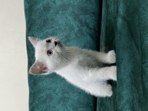 Blue point british shorthair