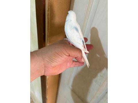 29 günlük konuşturmalık bebek muhabbet kuşu