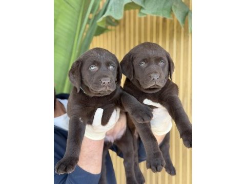 Çikolata labrador
