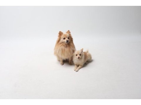 Sivri burun pomeranian
