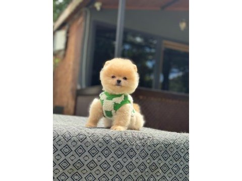 Sağlık ve ırk garantili pomeranian boo yavru