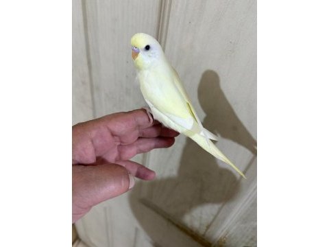 30 günlük cremio dişi bebek muhabbet kuşu