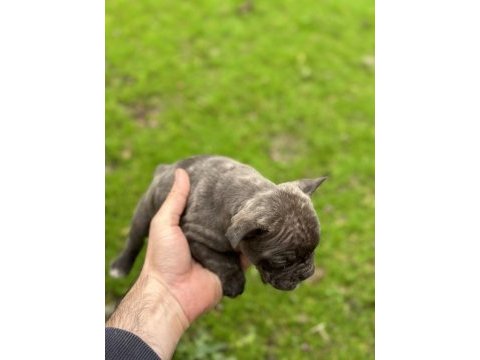 Yeni french bulldog yavrular