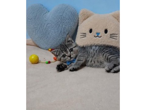 Scottish straight tabby erkek bebeğim