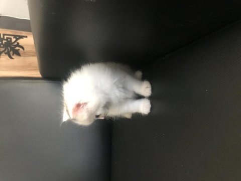 British longhair erkek