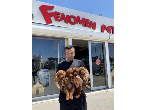 Toy poodle yavrular hazır ankara mağazamızda  görün 