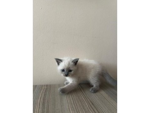 4 british shorthair yavru kedi