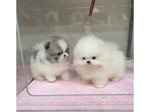 Pomeranian teddy yavrular
