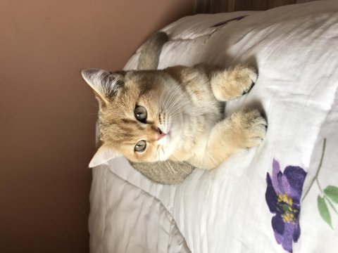 Tatlı british shorthair prensesim