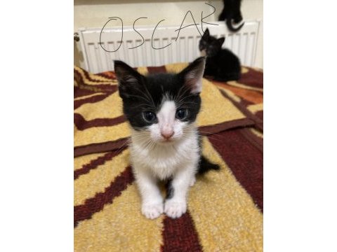 Bahçe kedisi