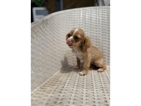Cocker yavru köpeğimiz sakarya