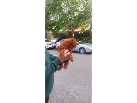 Şahane güzel poodle