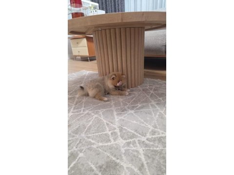 5 aylık pomeranian köpekler