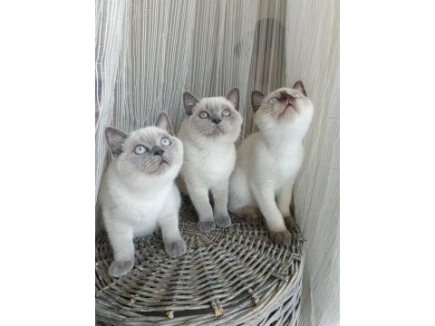 Sakin ve uysal british shorthair yavrular