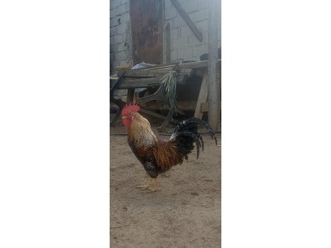 Aile takım horoz ve tavuklar