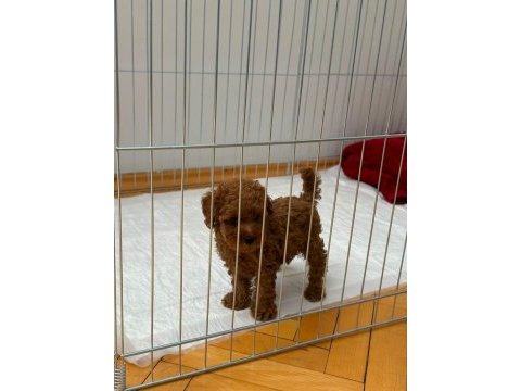 Üretim ruhsatlı evimizden wc eğitimli toy poodle