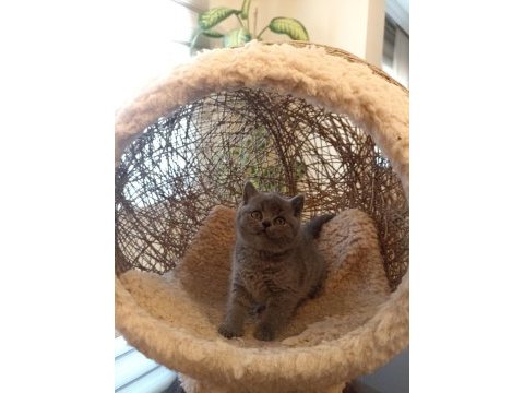 Koca kafalı british shorthair yavrular ayı suratlar