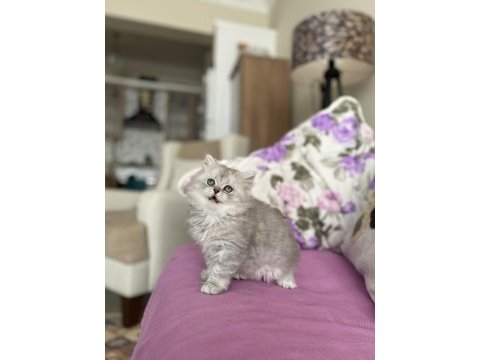 2 aylık erkek british longhair