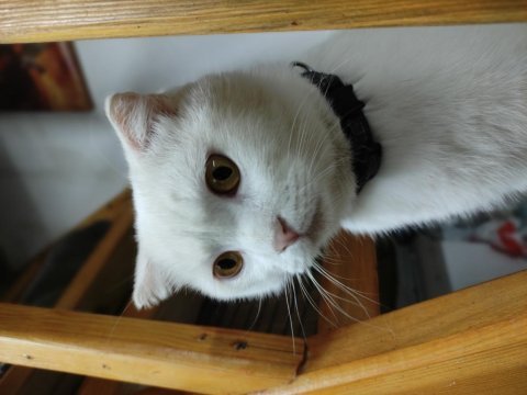 Scottish fold