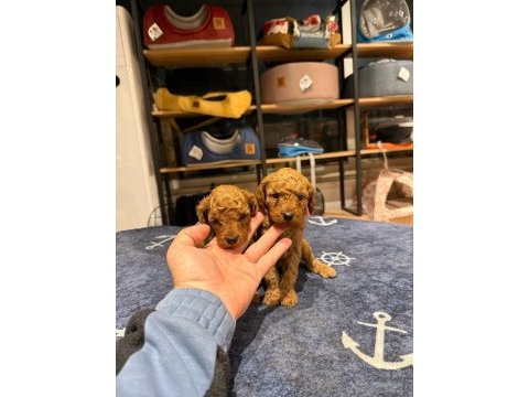Toy poodle yavru 2 aylık