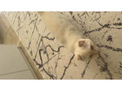 Beyaz erkek scottish fold 9 aylık
