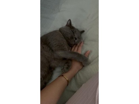 Erkek british shorthair