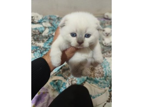 Acil sahiplendirme scottish fold kediler