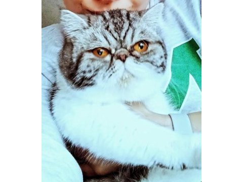 Dişi exotic shorthair ücretsiz