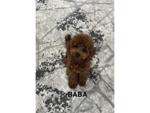 75 günlük teacup poodle