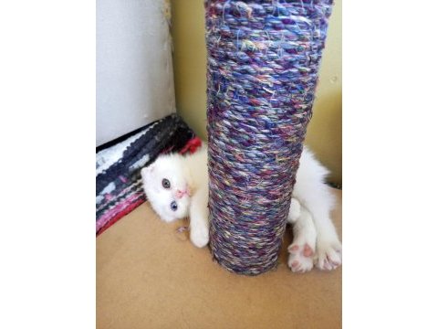 Pofuduk scottish fold white
