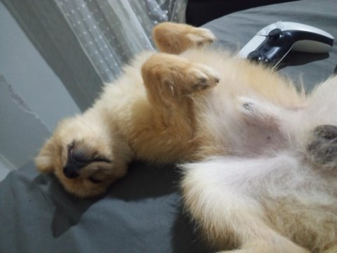 Uysal küçük ırk köpeğimiz