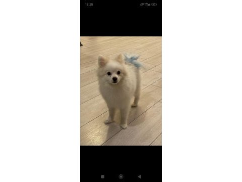 Pomeranian köpeğimizi ücretli veriyoruz