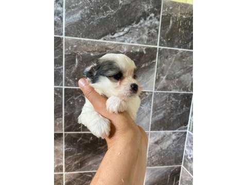 Minyatür orjinal morkie yavrular