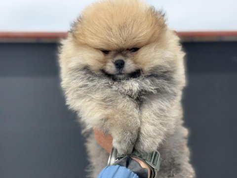 Tea cup pomeranian  yavrularımız ziyarete açık