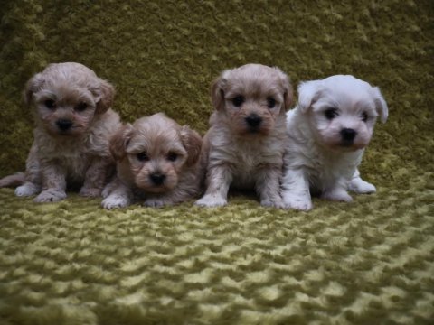 Maltipoo yavru köpekler